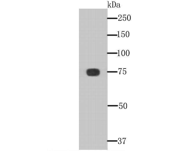 KHSRP Antibody in Western Blot (WB)