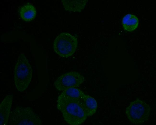 TNFRSF11B Antibody in Immunocytochemistry (ICC/IF)