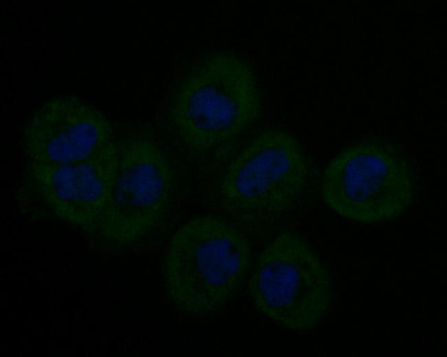 Stathmin 1 Antibody in Immunocytochemistry (ICC/IF)