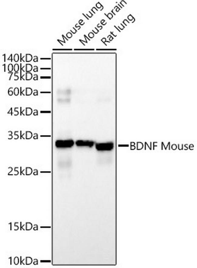 BDNF Antibody in Western Blot (WB)