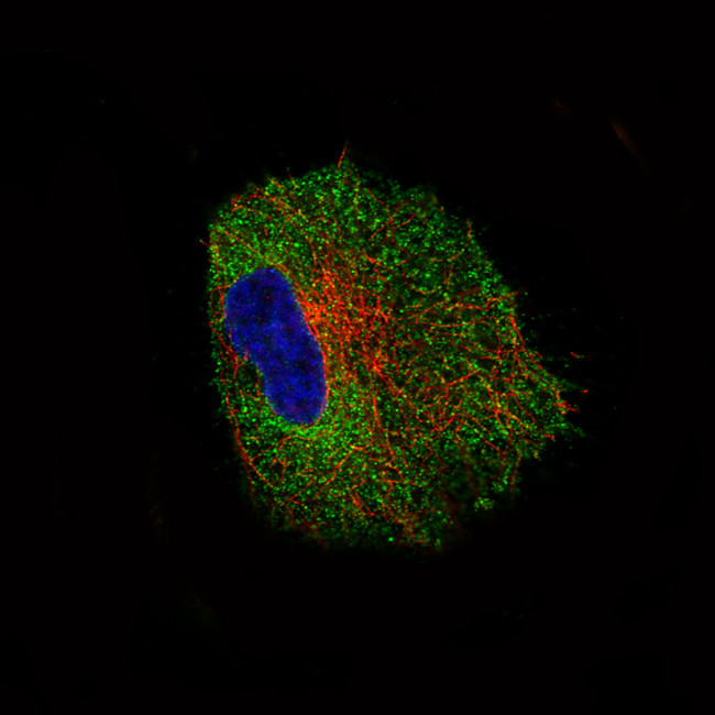 NLRP3 Antibody in Immunocytochemistry (ICC/IF)