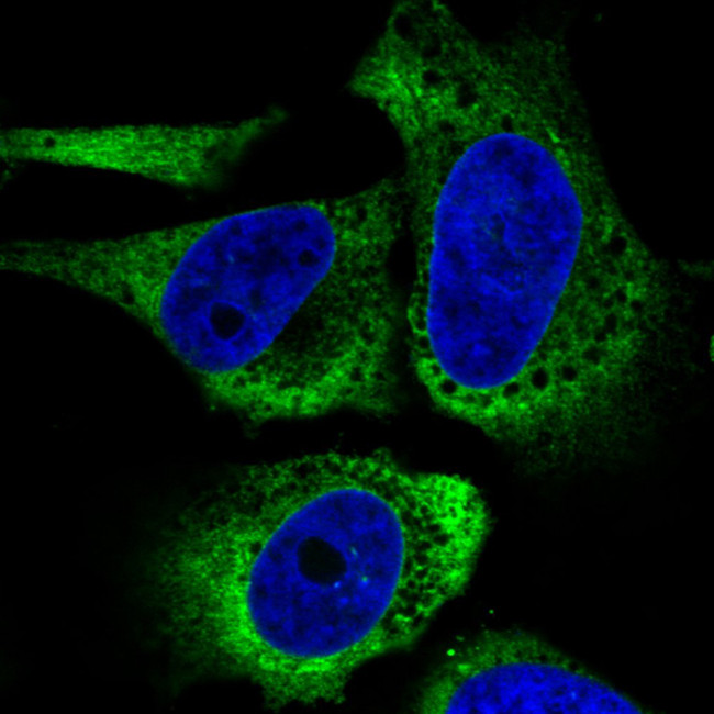 GRP94 Antibody in Immunocytochemistry (ICC/IF)