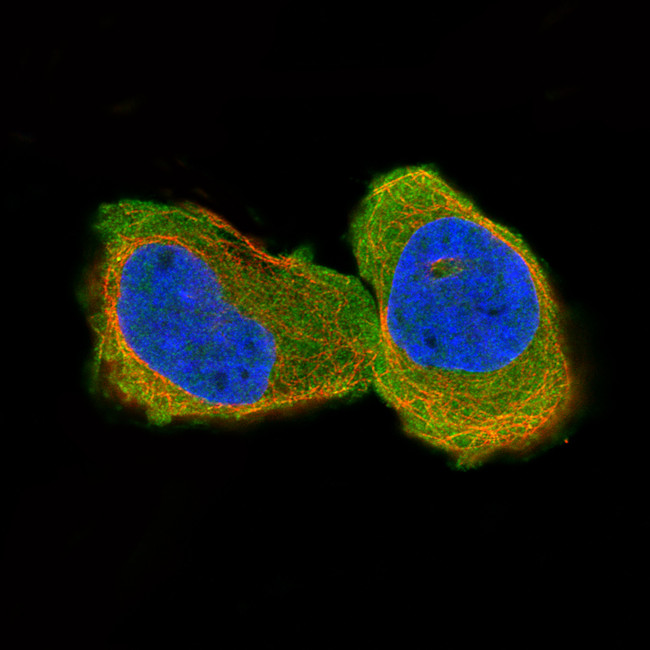 CNPase Antibody in Immunocytochemistry (ICC/IF)