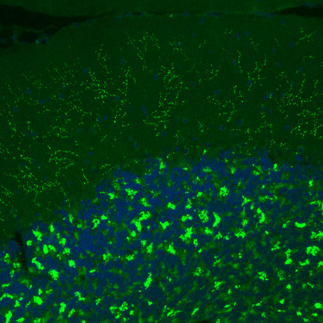 VGLUT2 Antibody in Immunohistochemistry (Paraffin) (IHC (P))