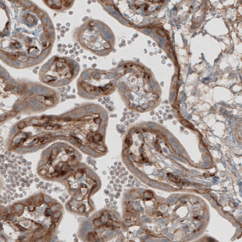 Laminin beta-1 Antibody in Immunohistochemistry (Paraffin) (IHC (P))