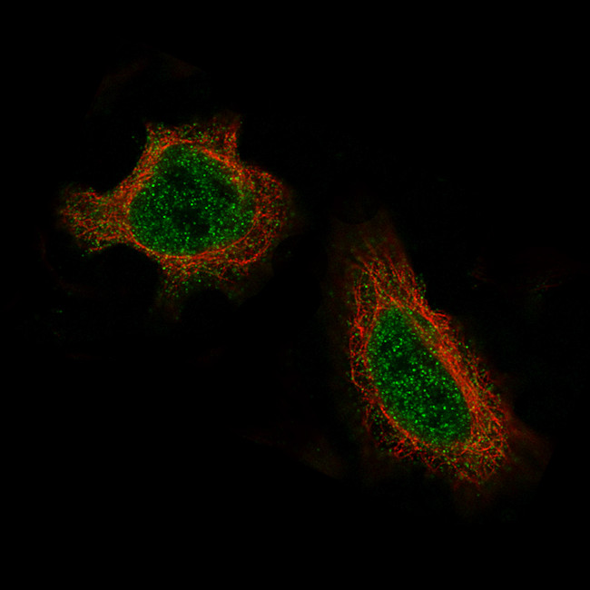 DAXX Antibody in Immunocytochemistry (ICC/IF)