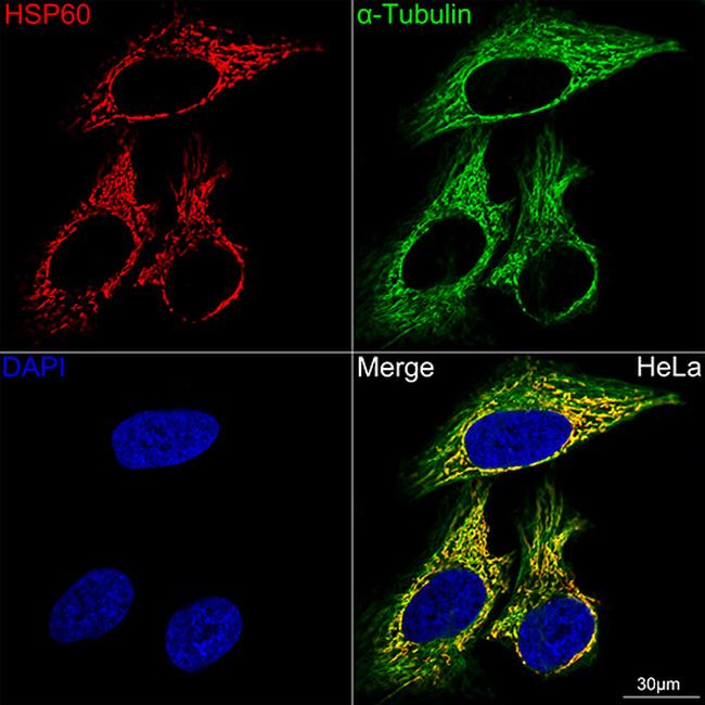 HSP60 Antibody in Immunocytochemistry (ICC/IF)