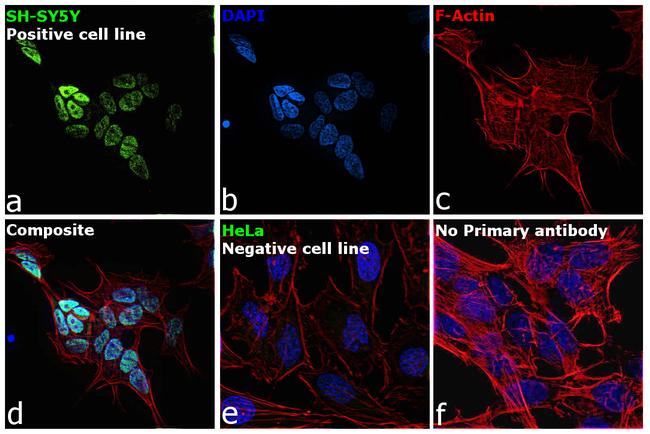 ISL1 Antibody in Immunocytochemistry (ICC/IF)