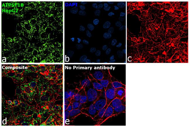 ATP Synthase beta Antibody in Immunocytochemistry (ICC/IF)