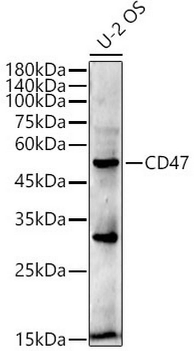 CD47 Antibody in Western Blot (WB)