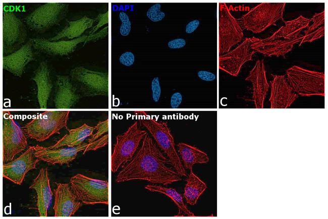 CDK1 Antibody in Immunocytochemistry (ICC/IF)