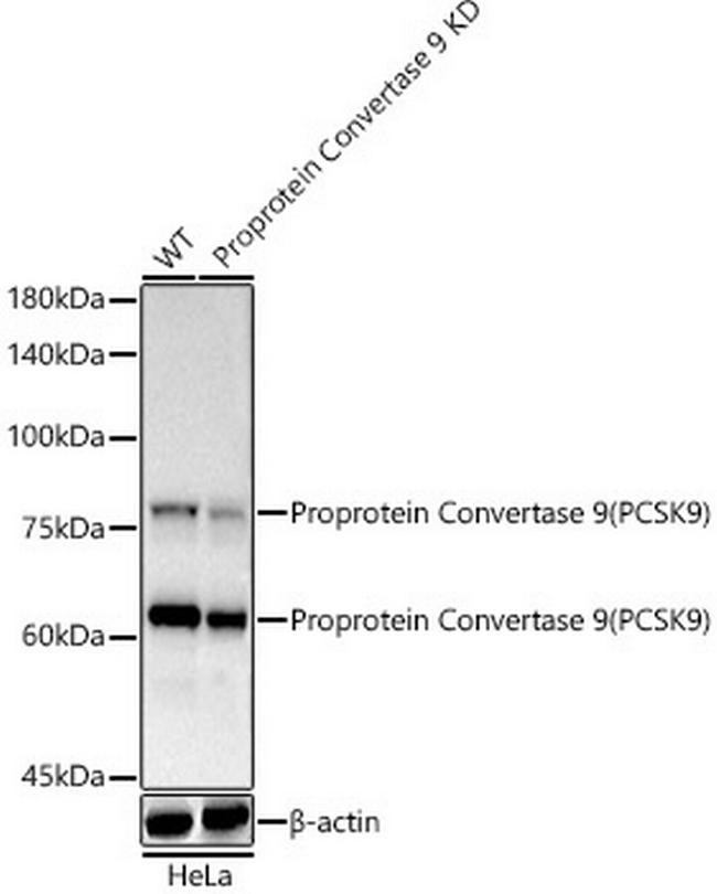 PCSK9 Antibody in Western Blot (WB)