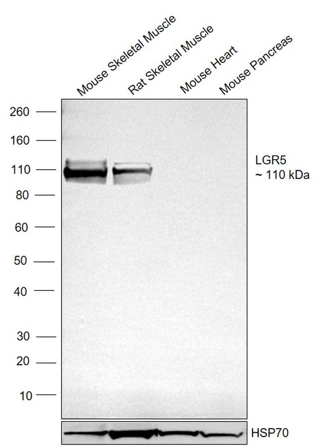 LGR5 Antibody in Western Blot (WB)