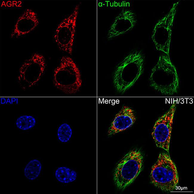 AGR2 Antibody in Immunocytochemistry (ICC/IF)