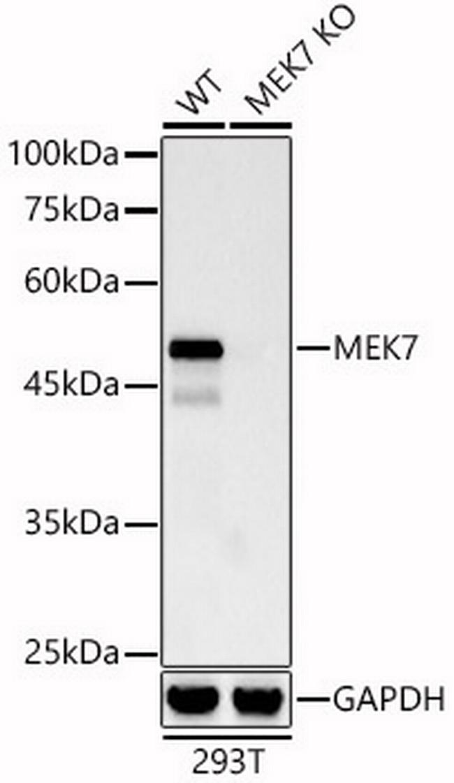 MKK7 Antibody in Western Blot (WB)