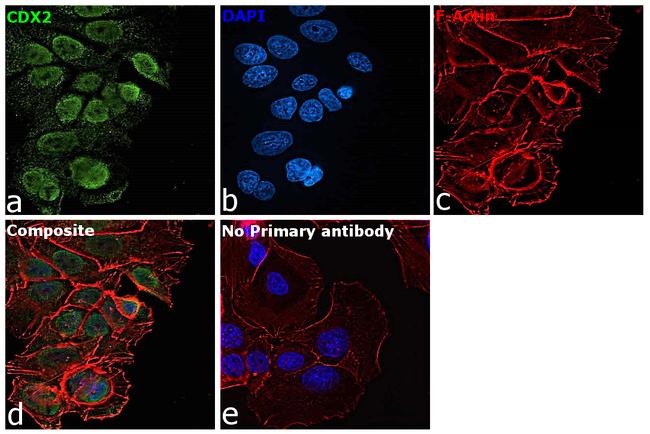 CDX2 Antibody in Immunocytochemistry (ICC/IF)