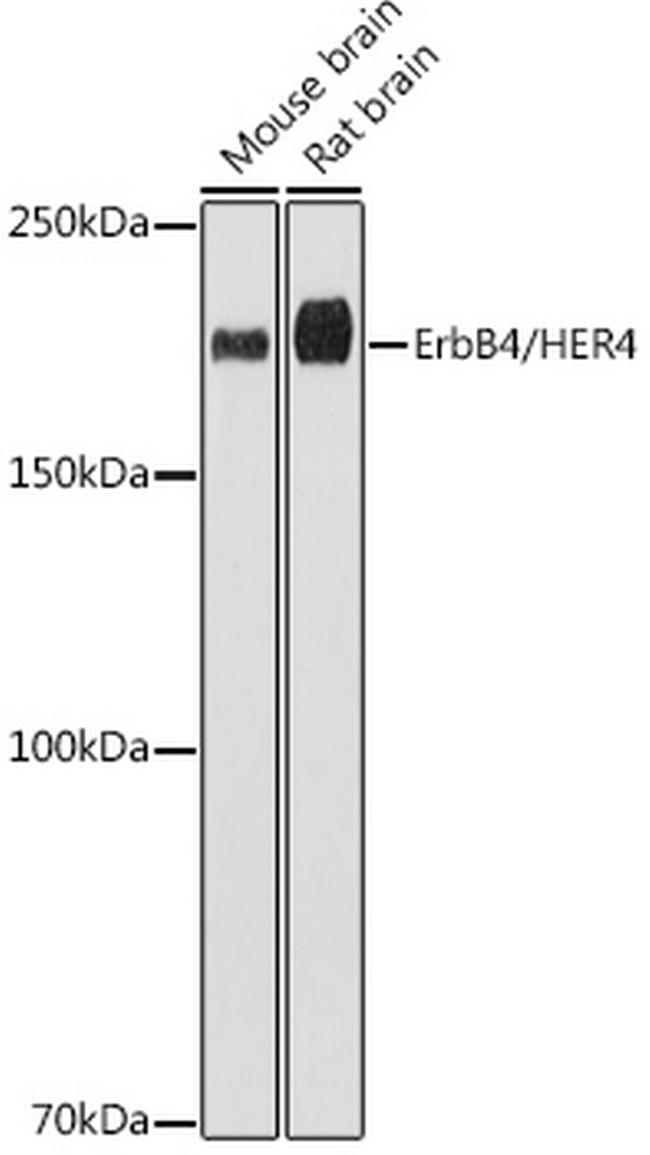 ErbB4 Antibody in Western Blot (WB)