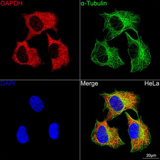 GAPDH Antibody in Immunocytochemistry (ICC/IF)