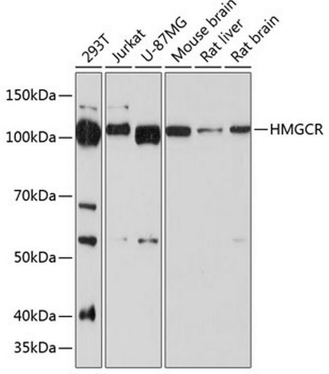 HMGCR Antibody in Western Blot (WB)