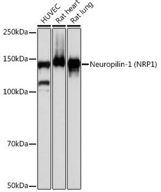 Neuropilin-1 Antibody in Western Blot (WB)