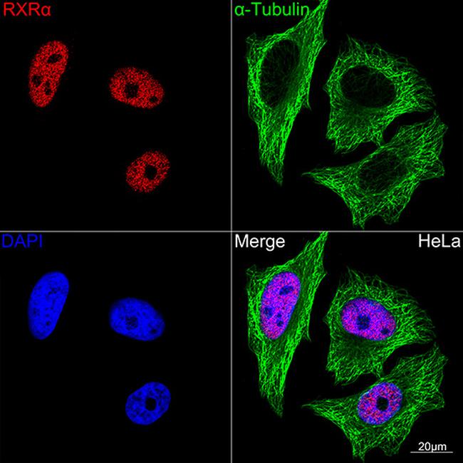 RXRA Antibody in Immunocytochemistry (ICC/IF)