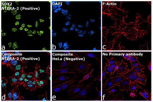 SOX2 Antibody in Immunocytochemistry (ICC/IF)