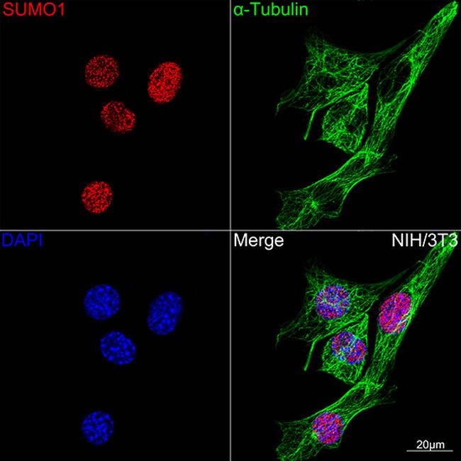 SUMO1 Antibody in Immunocytochemistry (ICC/IF)