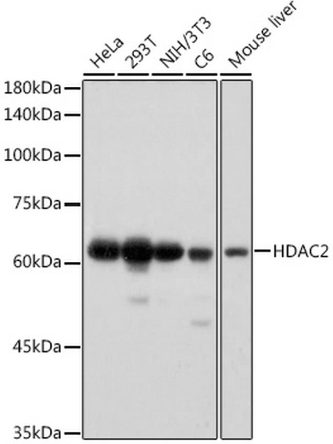 HDAC2 Antibody in Western Blot (WB)