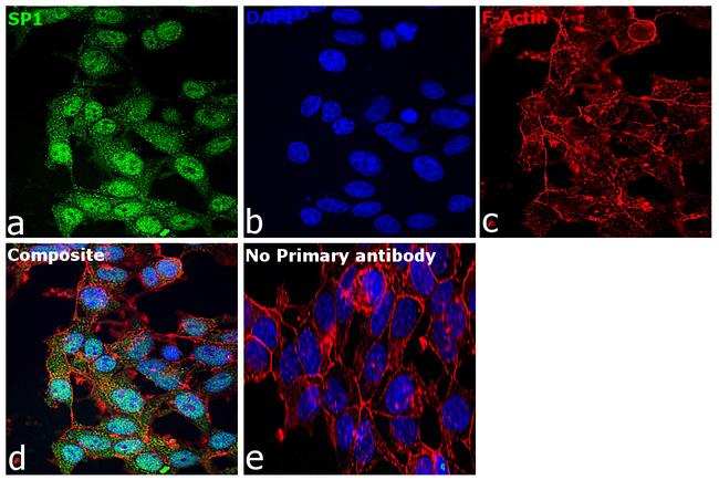 SP1 Antibody in Immunocytochemistry (ICC/IF)