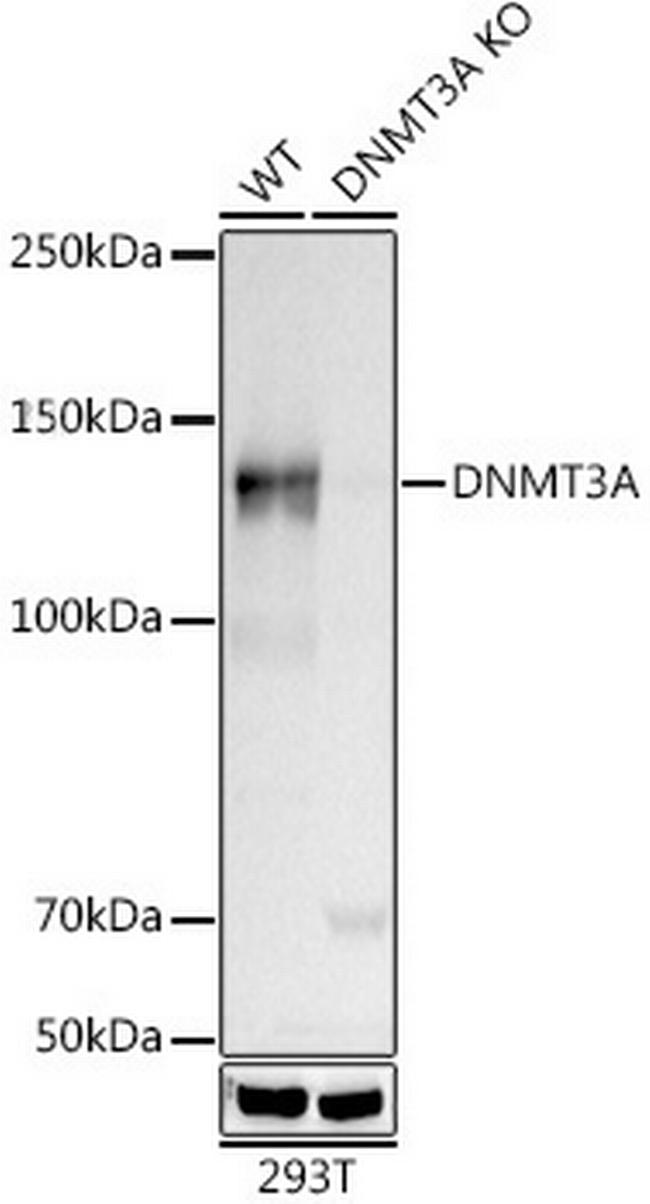 DNMT3A Antibody in Western Blot (WB)