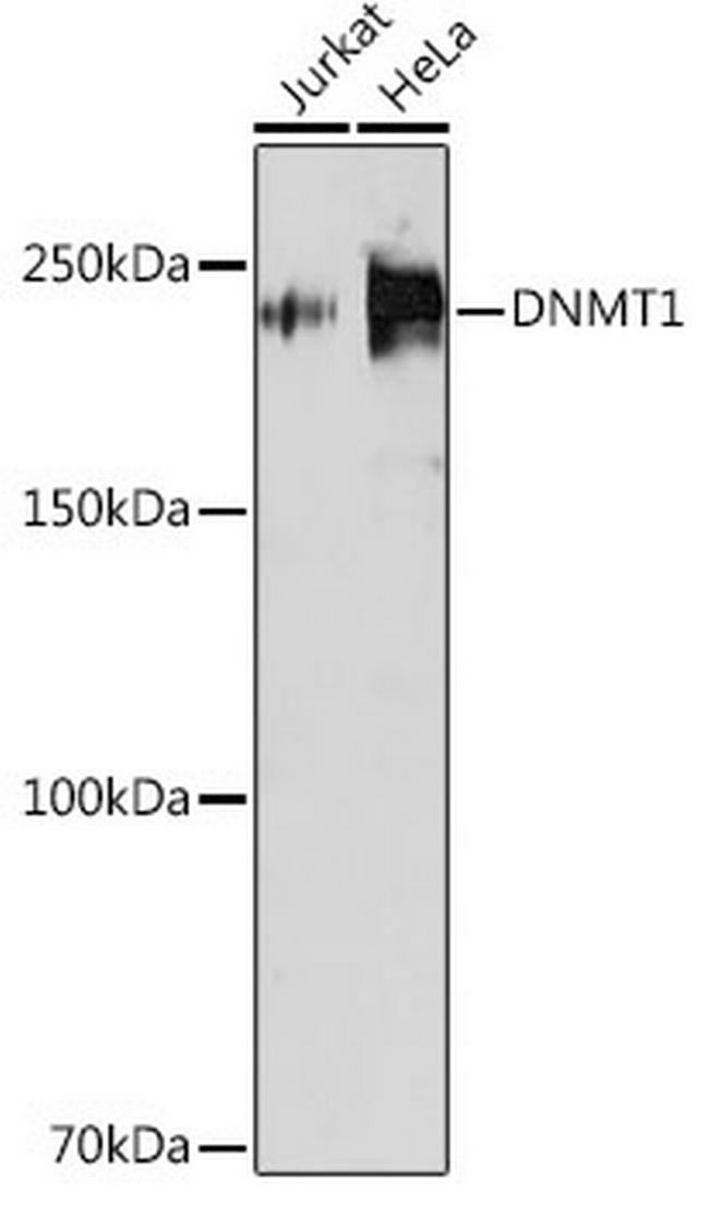 DNMT1 Antibody in Western Blot (WB)