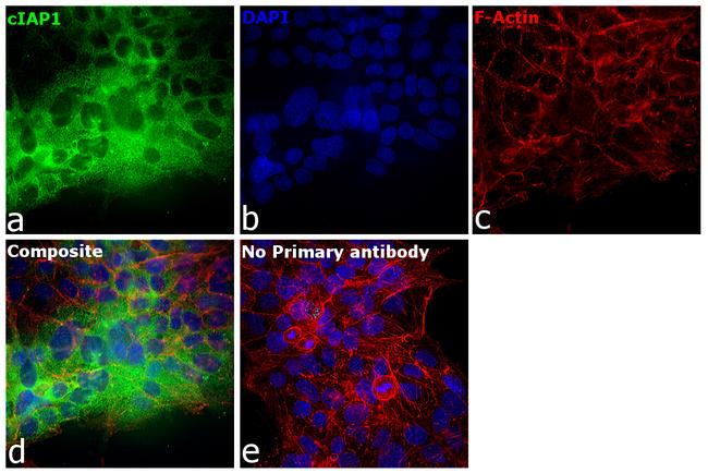 cIAP1 Antibody in Immunocytochemistry (ICC/IF)