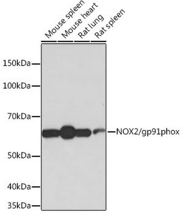 NOX2 Antibody in Western Blot (WB)