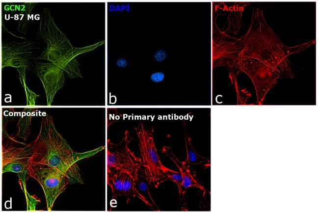 GCN2 Antibody in Immunocytochemistry (ICC/IF)