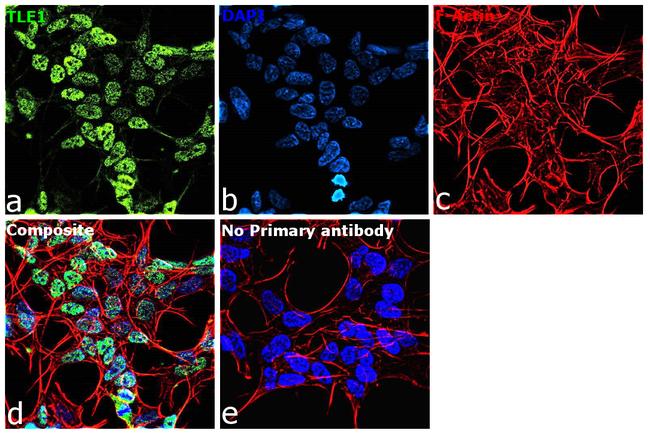 TLE1 Antibody in Immunocytochemistry (ICC/IF)