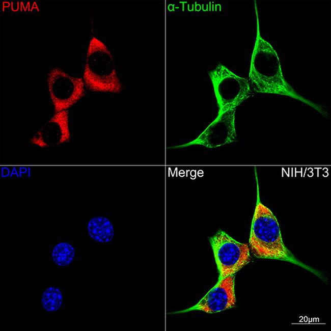 PUMA alpha Antibody in Immunocytochemistry (ICC/IF)