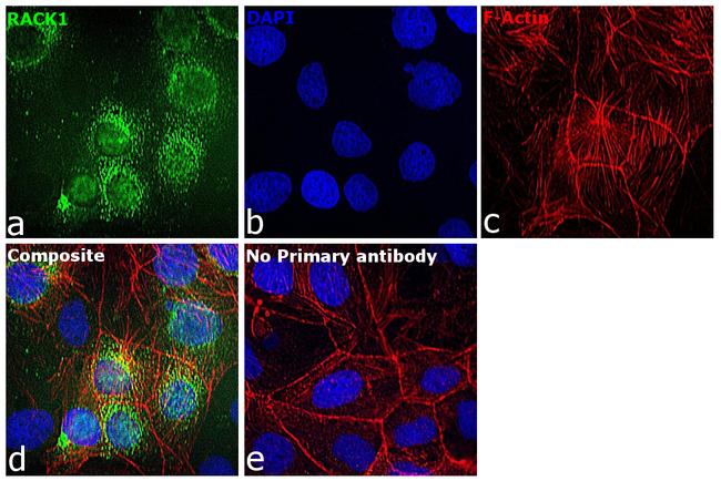 RACK1 Antibody in Immunocytochemistry (ICC/IF)