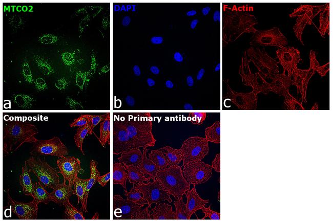 MTCO2 Antibody in Immunocytochemistry (ICC/IF)