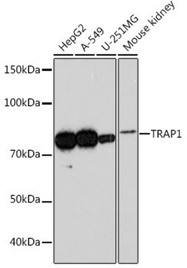 TRAP1 Antibody in Western Blot (WB)