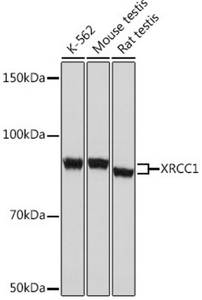 XRCC1 Antibody in Western Blot (WB)