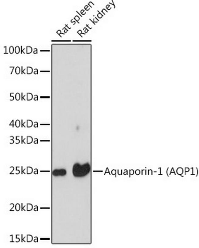 Aquaporin 1 Antibody in Western Blot (WB)