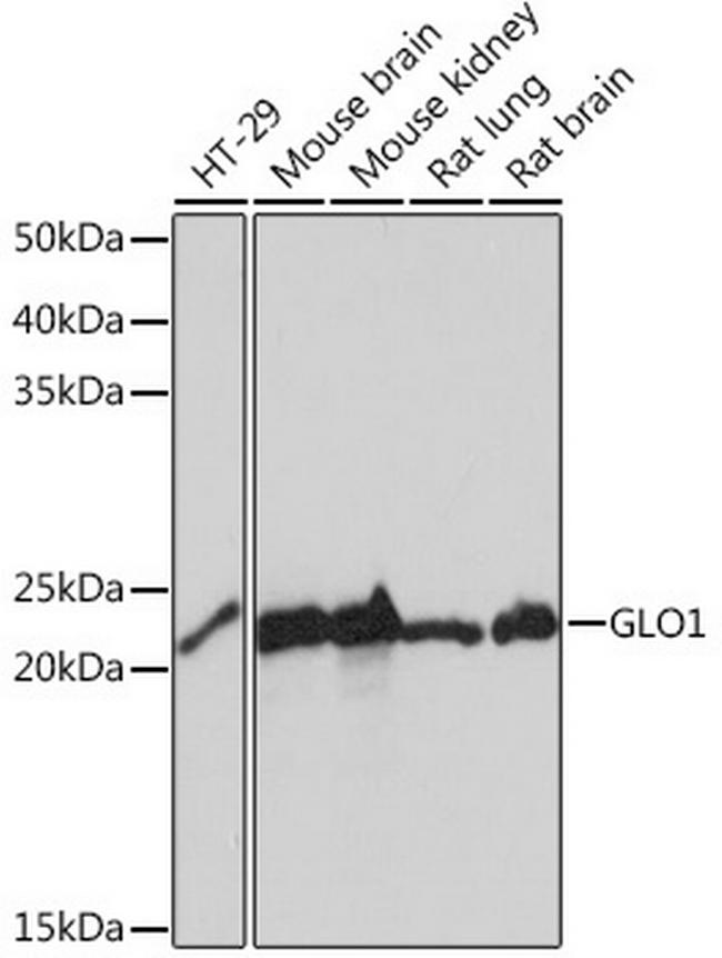 GLO1 Antibody in Western Blot (WB)