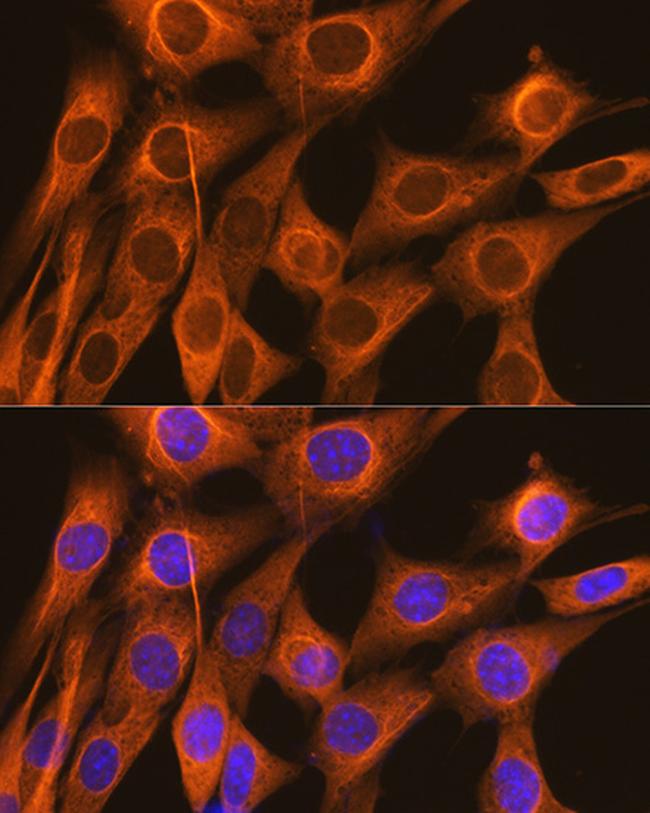 FKBP4 Antibody in Immunocytochemistry (ICC/IF)