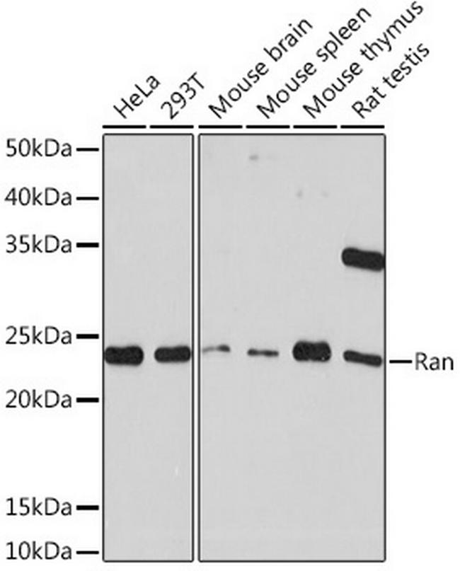 RAN Antibody in Western Blot (WB)