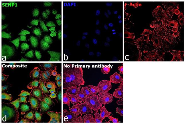 SENP1 Antibody in Immunocytochemistry (ICC/IF)