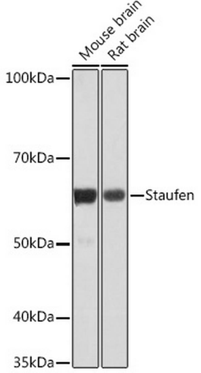 Staufen Antibody in Western Blot (WB)