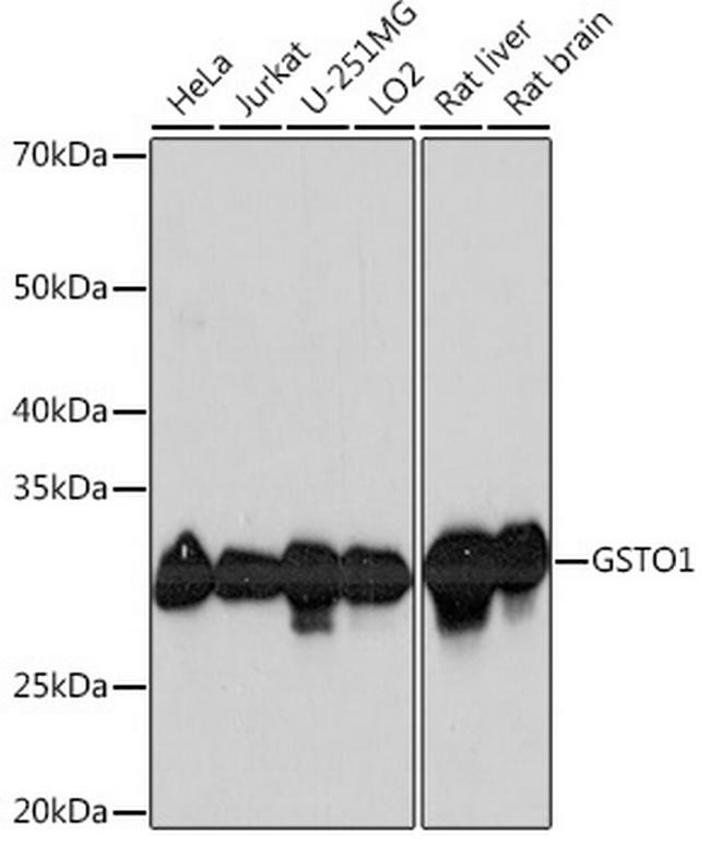 GST Omega 1 Antibody in Western Blot (WB)