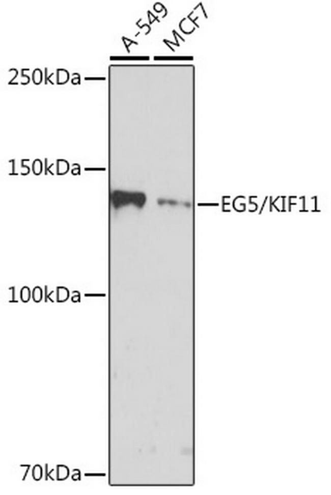 KIF11 Antibody in Western Blot (WB)