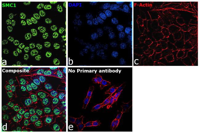 SMC1 Antibody in Immunocytochemistry (ICC/IF)