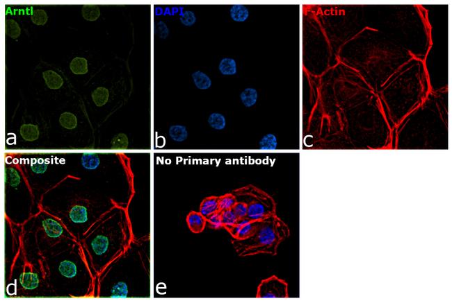 BMAL1 Antibody in Immunocytochemistry (ICC/IF)